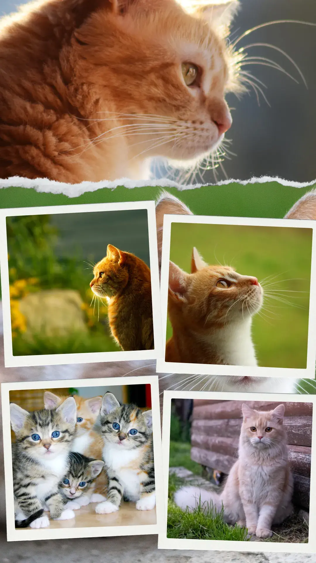 1gatos srd