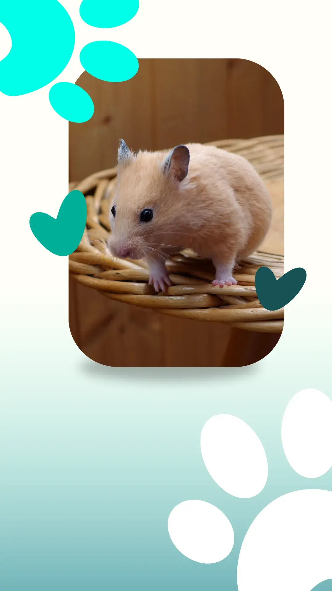 1hamsters sirios