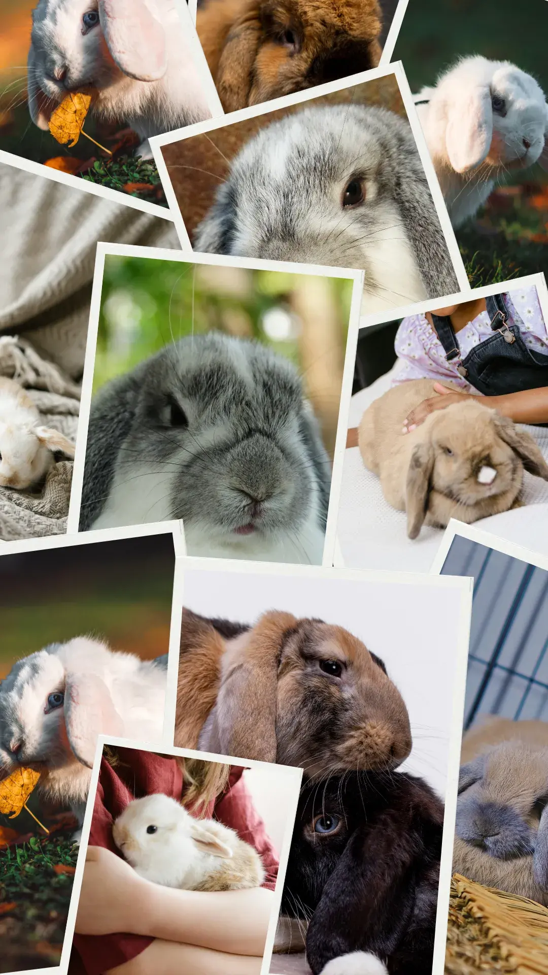 1holland lops