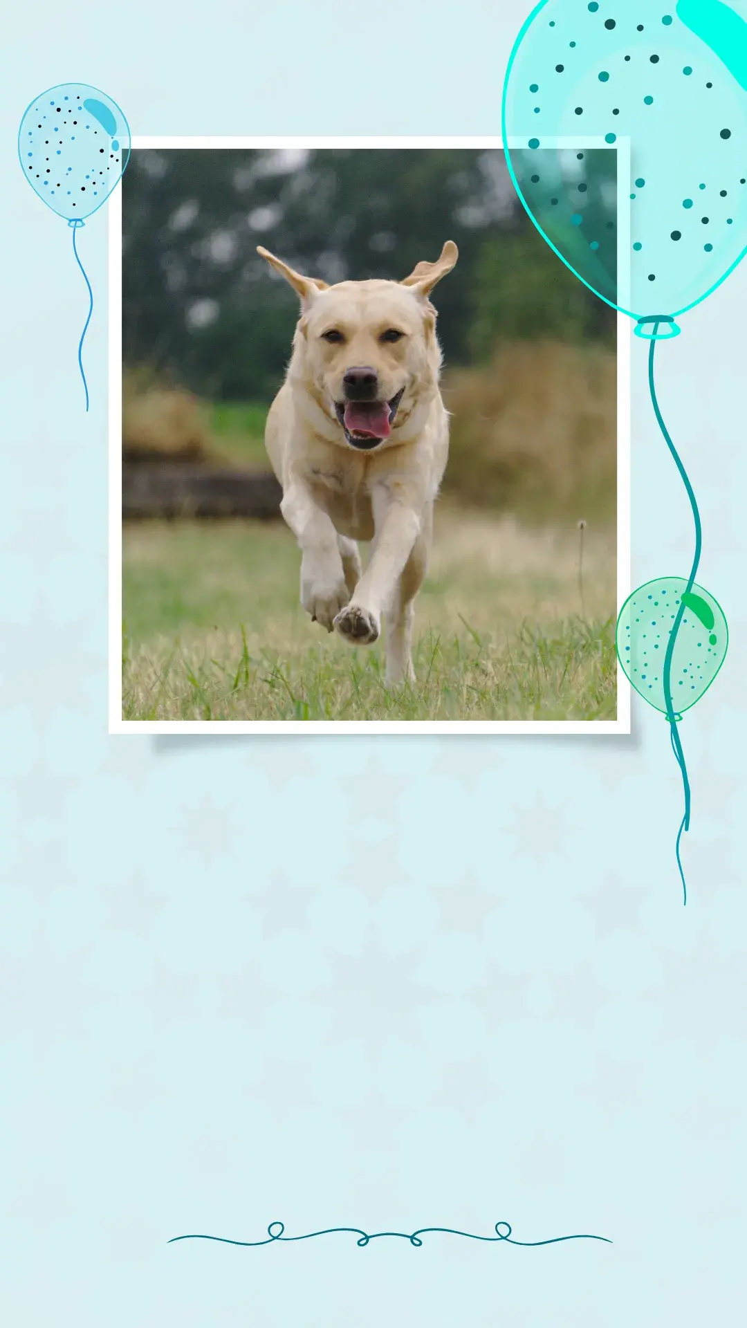 1labrador