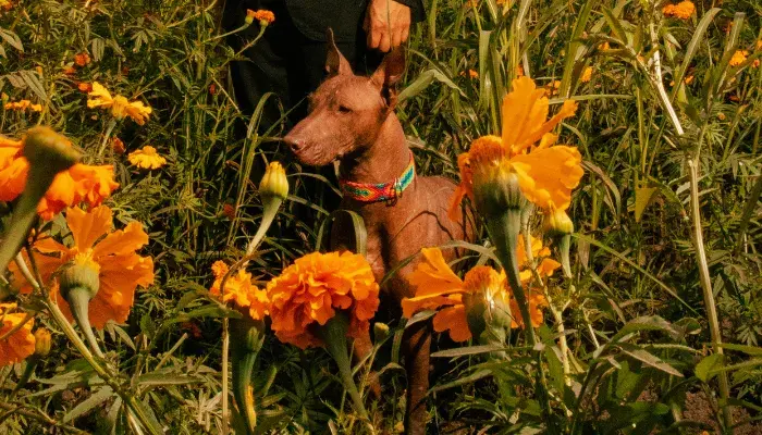 xoloitzcuintle destaque