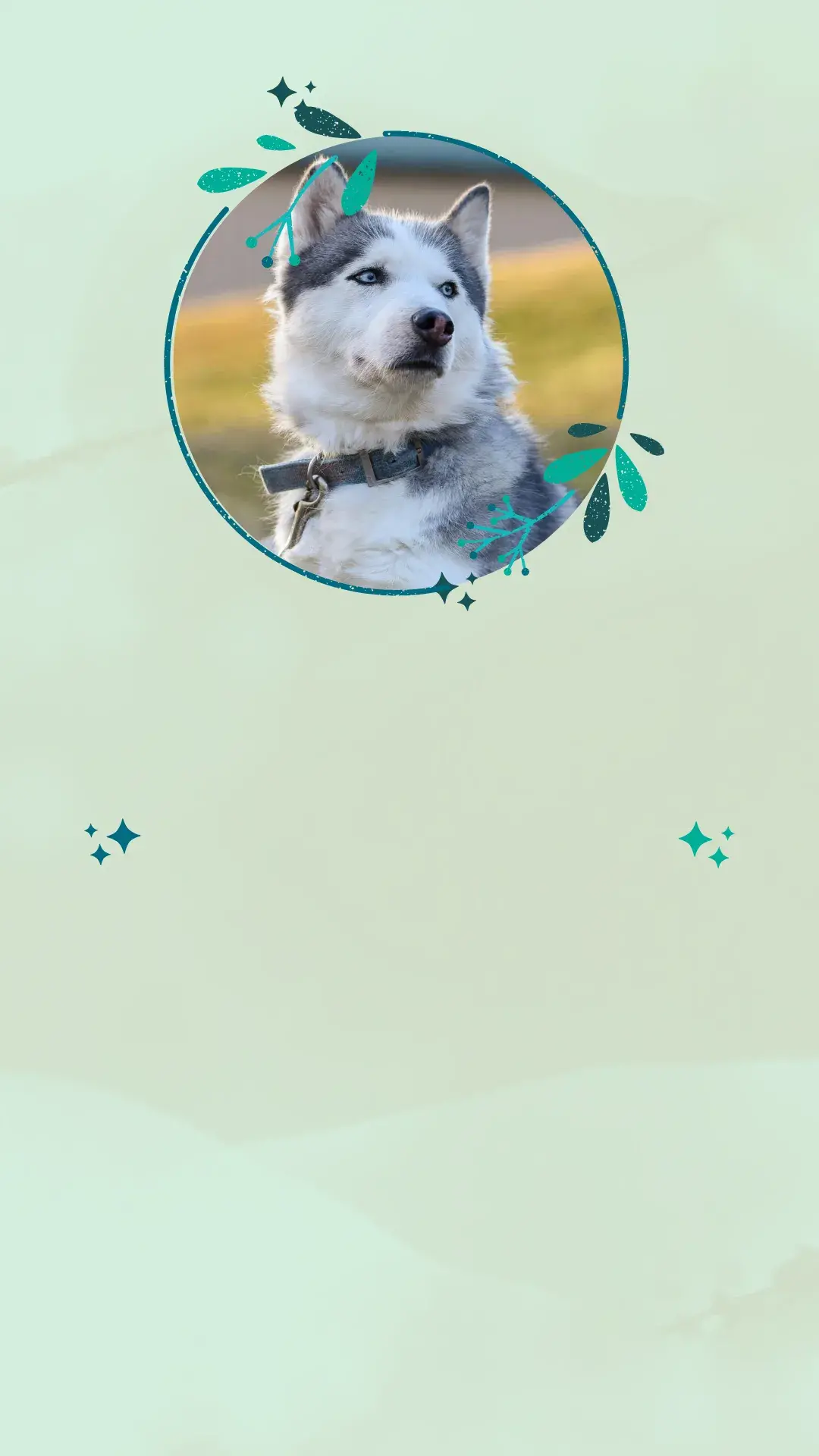 Husky Siberiano: Majestade do Norte