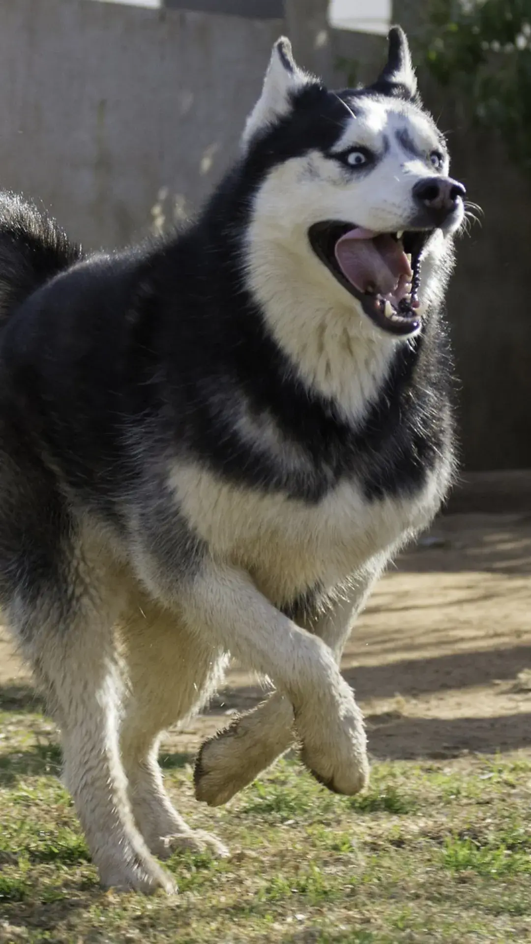 Origens do Husky Siberiano