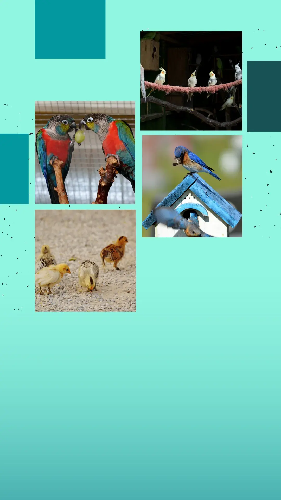 1aviarios domesticos