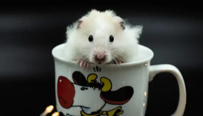 Hamster sirio angora destaque