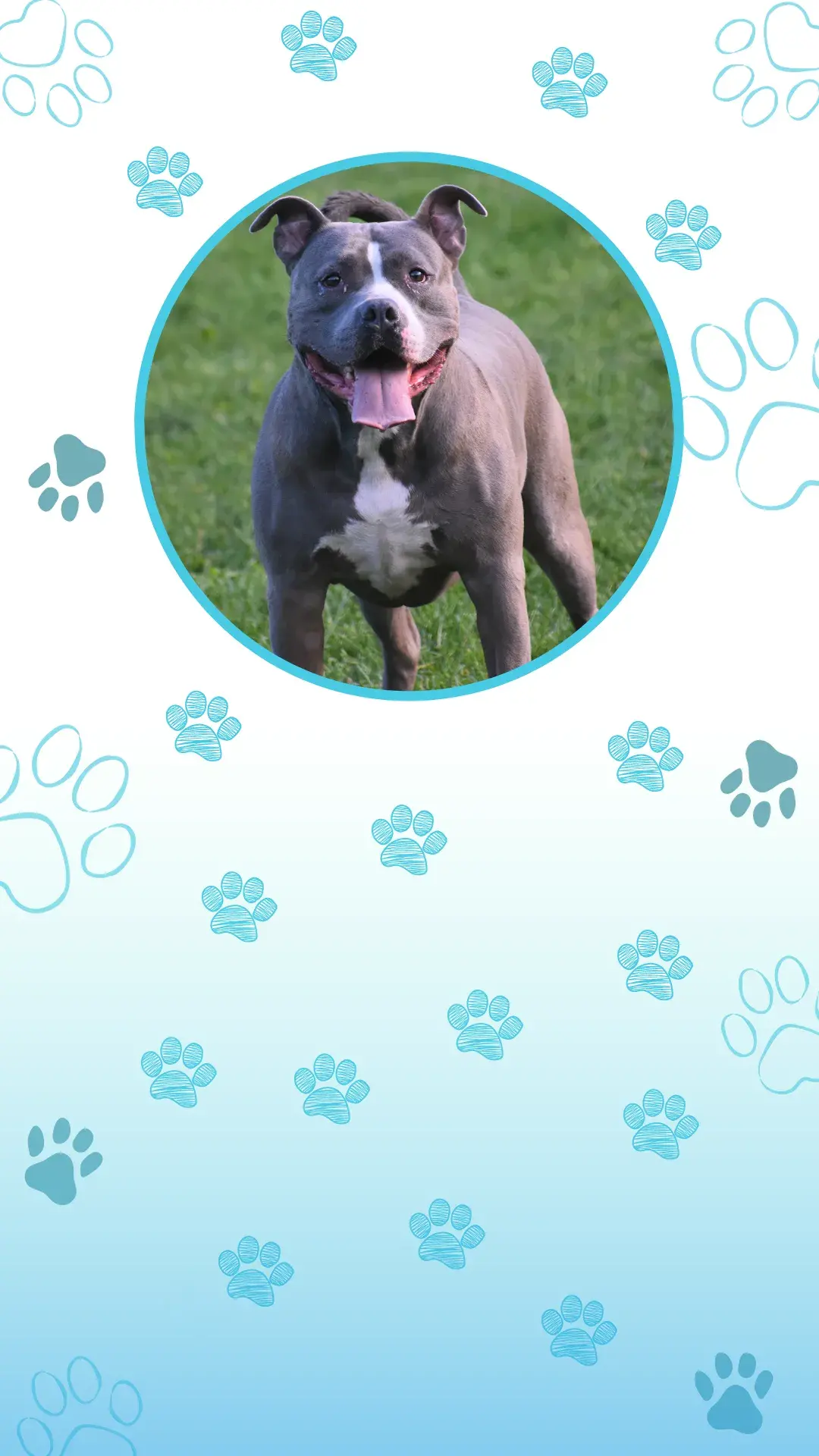 Pitbullsdog