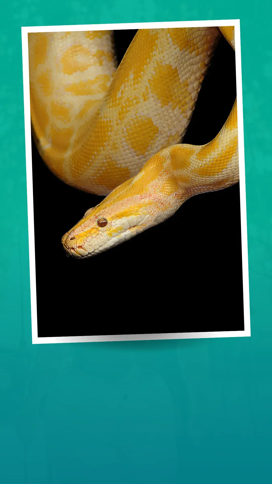 cobras destaque