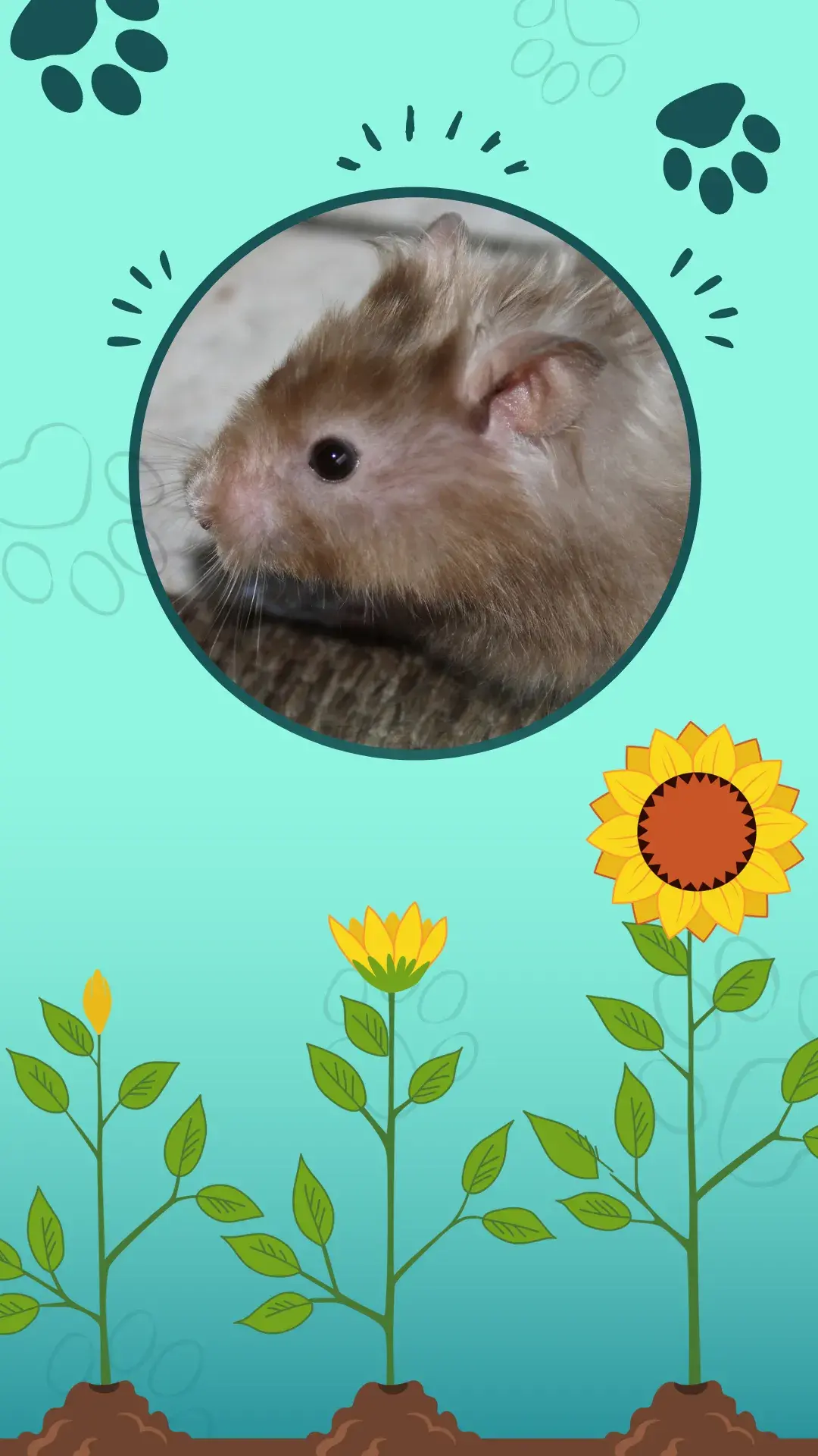 hamster long haired1