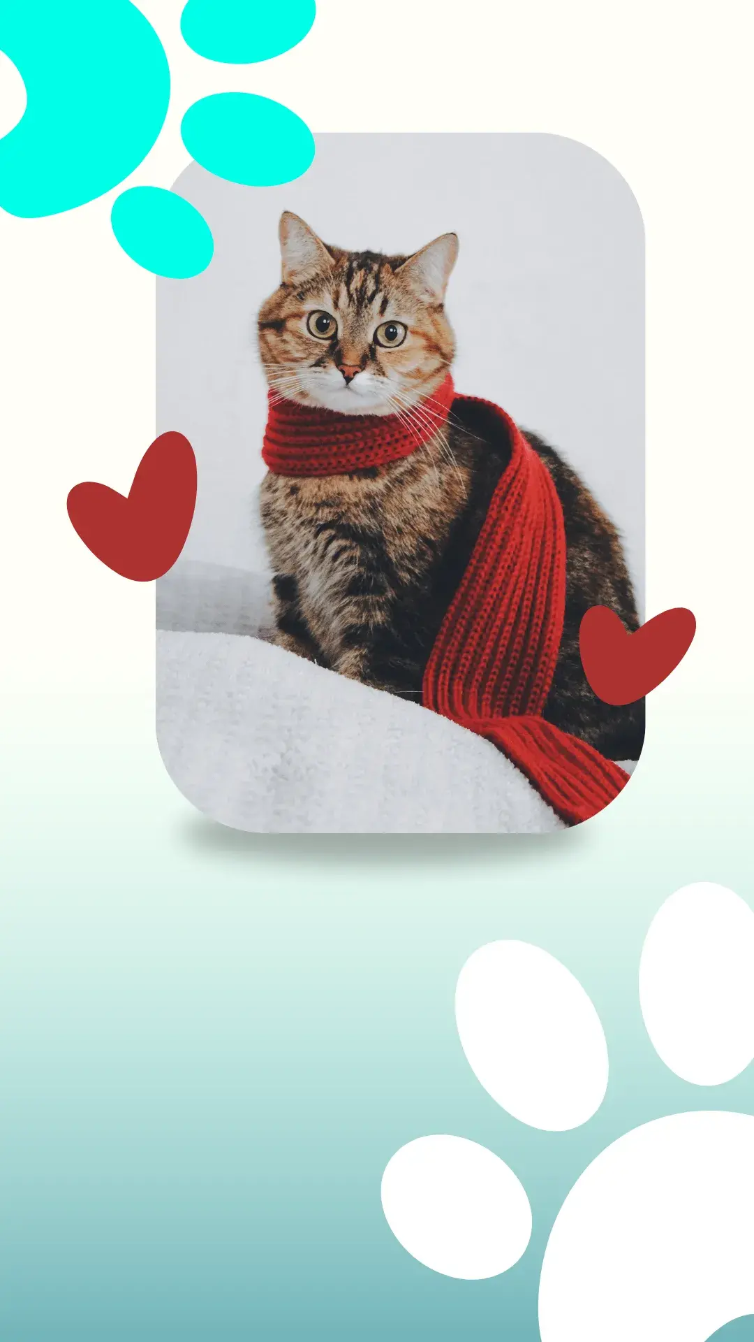 1 aqueca o seu gato em dias frios destaque 1