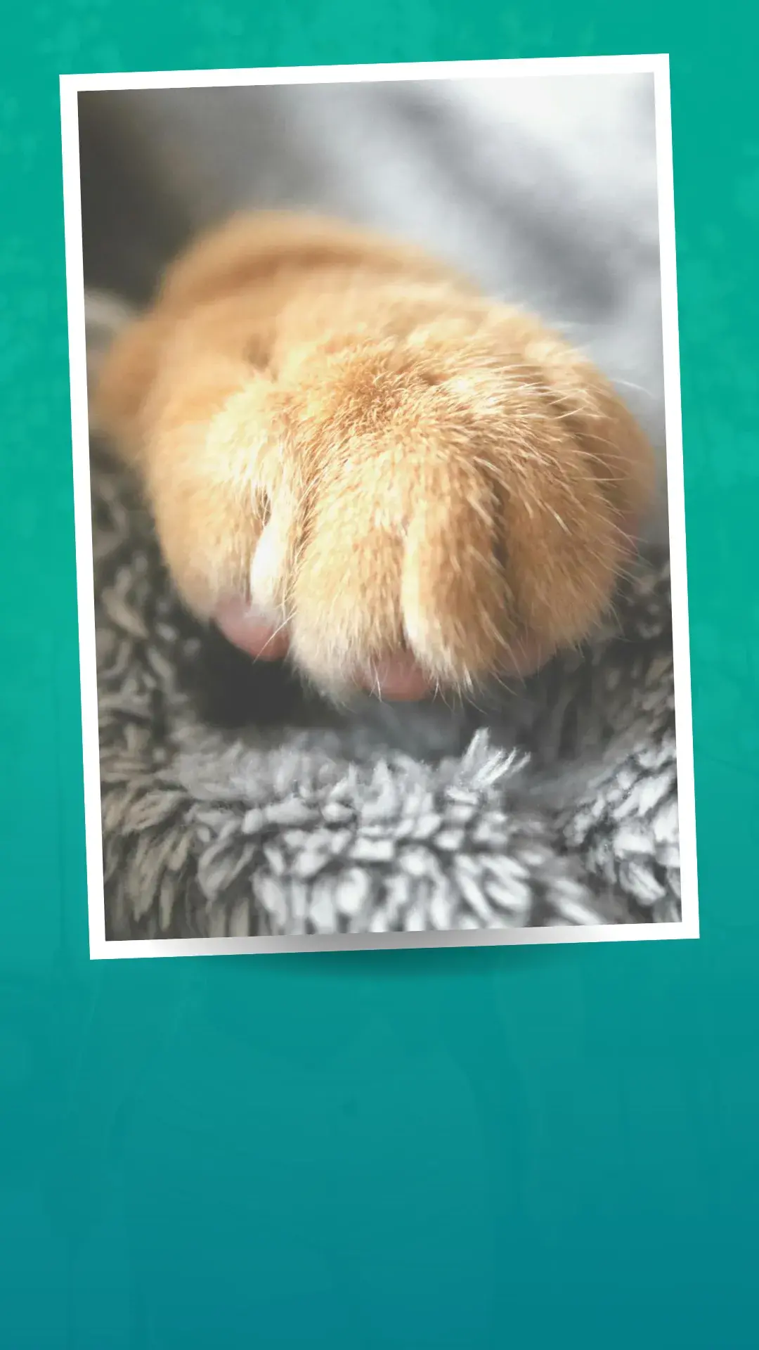 1unhas de gato