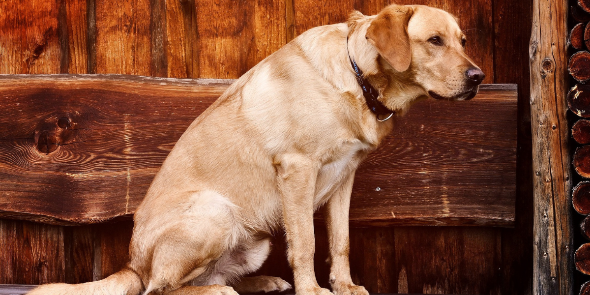 Como lidar com a resistência do seu cão ao usar coleira: estratégias eficazes
