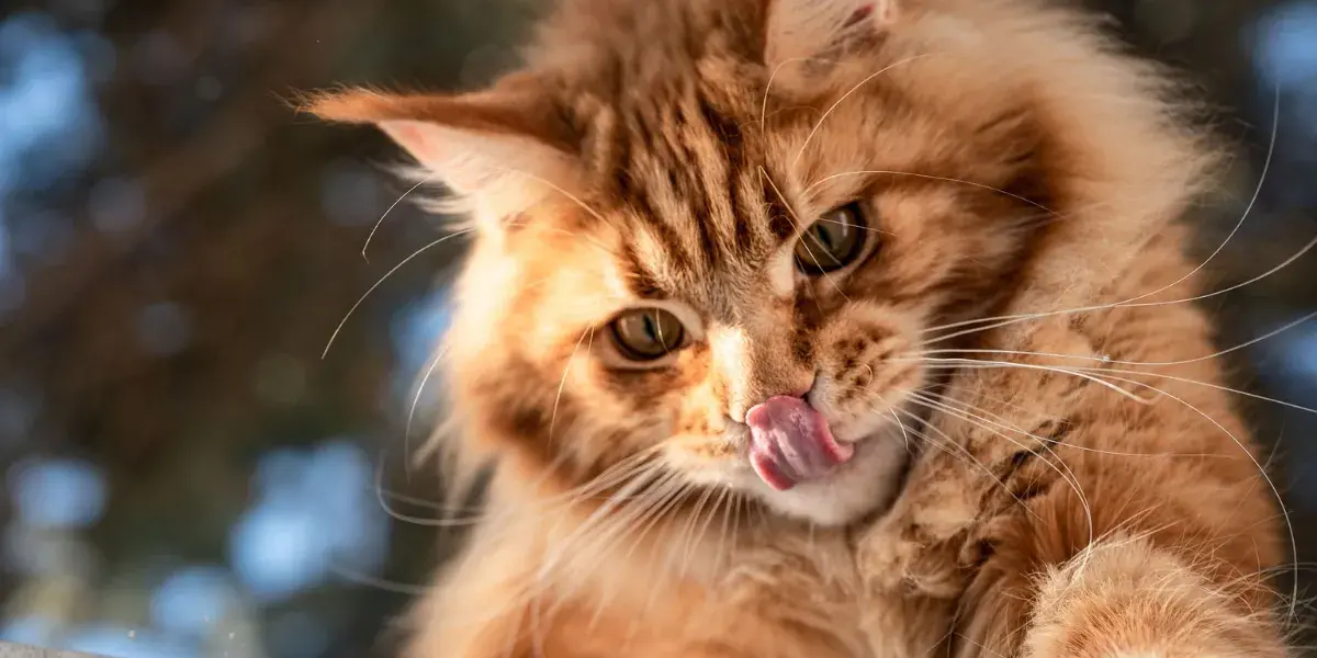 Entenda a Importância da Alimentação Balanceada para Gatos