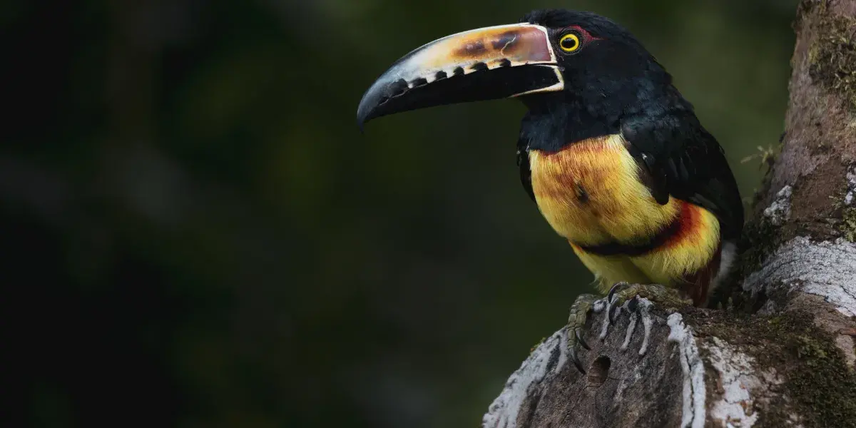 Reintrodução de animais selvagens para a preservação