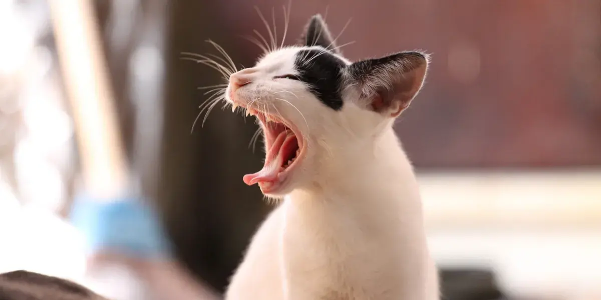 Entenda os Sinais de Estresse no Seu Gato