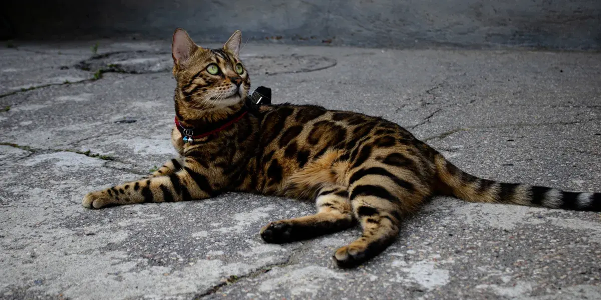 Proteja seu gato: descubra as principais doenças e como preveni-las