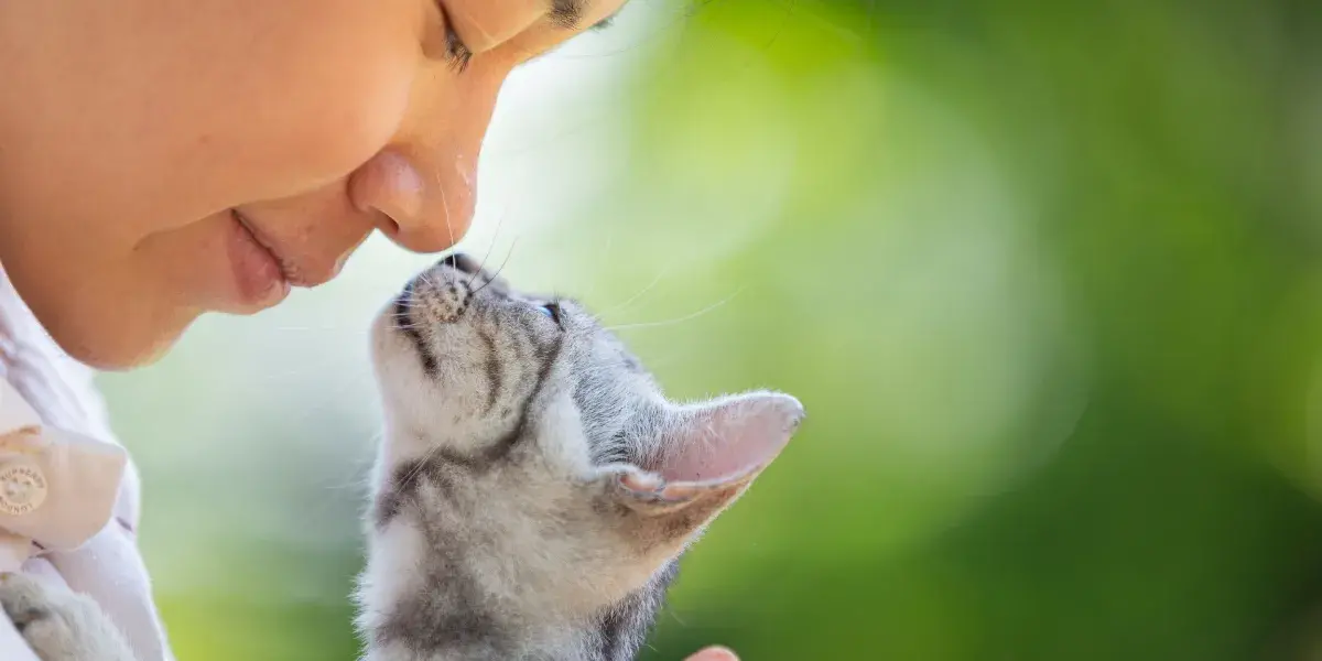 Entenda o Comportamento do seu Gato