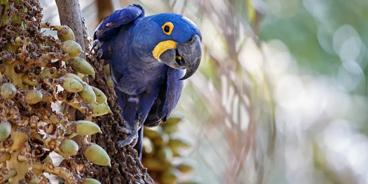 Tesouros Vivos da Amazônia