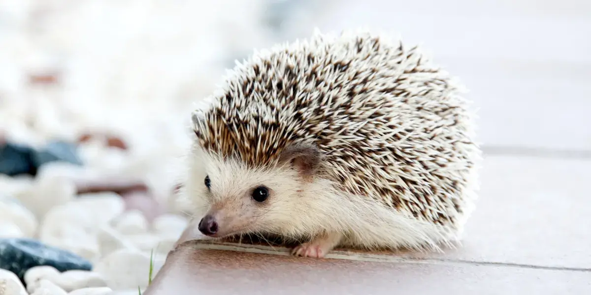 Animais Silvestres Permitidos por Lei no Brasil