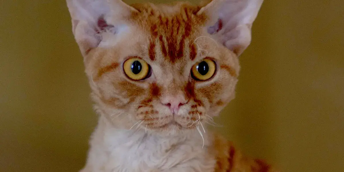 Conheça as melhores raças de gatos para apartamentos e saiba qual é a ideal para você!