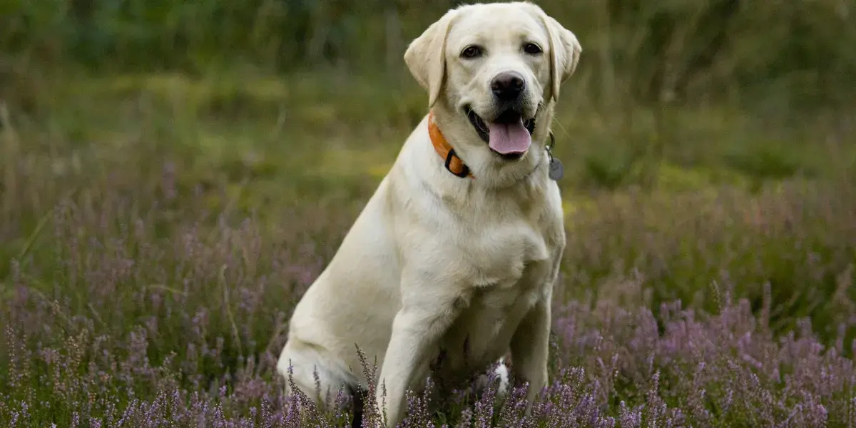 10 Raças de Cães Mais Populares do Mundo