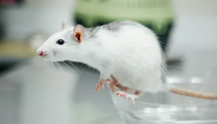 Fascinante Mundo das Raças de Ratos de Estimação