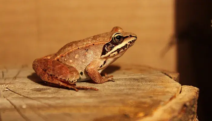 Conheça as espécies de anfíbios que podem ser criadas como animais de estimação no Brasil