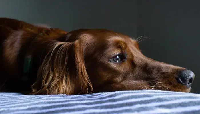 Alterações no Apetite