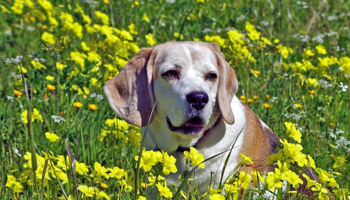 Entendendo o envelhecimento canino
