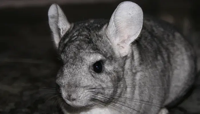 Foto de destaque 700X400 Chincila