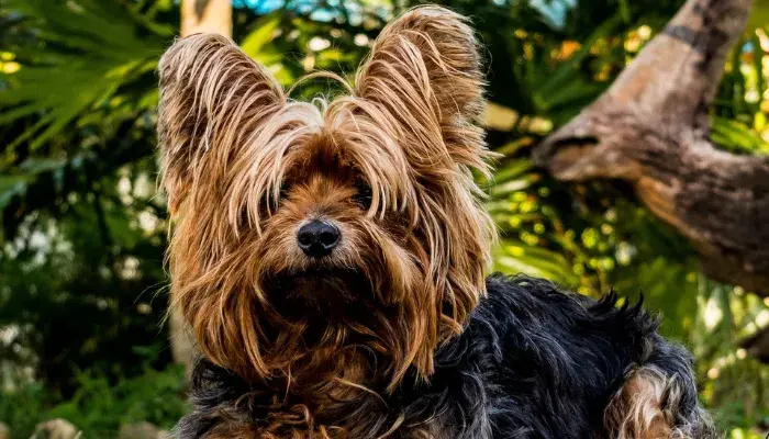 Foto de Josch13 por Pixabay