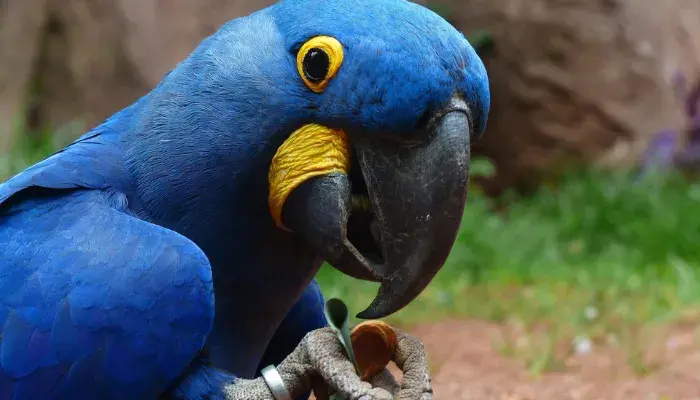 Foto de destaque 700X400 arara azul