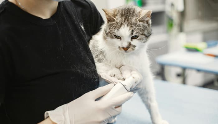 À medida que os gatos envelhecem, eles enfrentam alterações físicas e fisiológicas que podem afetar seu bem-estar.