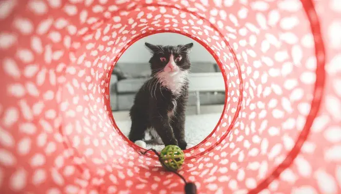 Foto de destaque enriquecimento ambiental