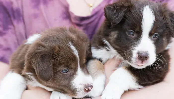 Como ensinar truques simples ao seu pet de forma eficaz e divertida