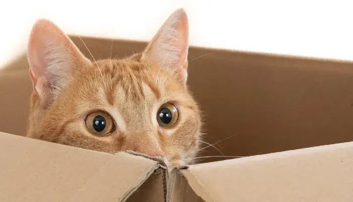 Foto de destaque gato caixa de papelao