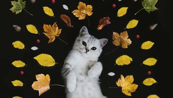 Vamos aprender sobre as plantas seguras e tóxicas, descobrir dicas de decoração que combinam estilo e segurança.