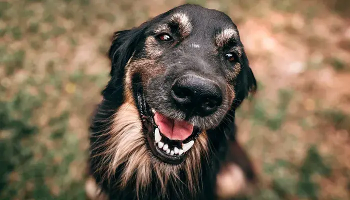 Foto de destaque prevenir problemas dentários nos animais de estimação