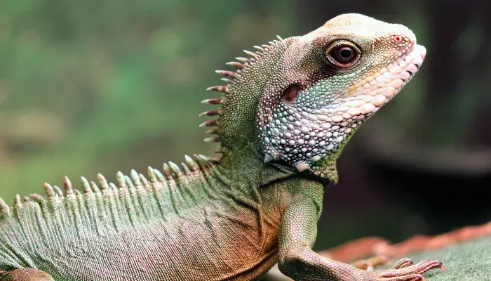 Saiba Quais Exames Veterinários Não Podem Faltar na Rotina de Cuidados Com os Répteis