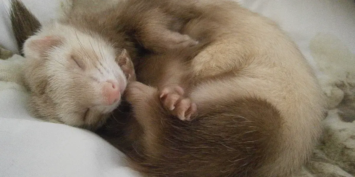 Saiba o que seu furão precisa para se manter saudável.