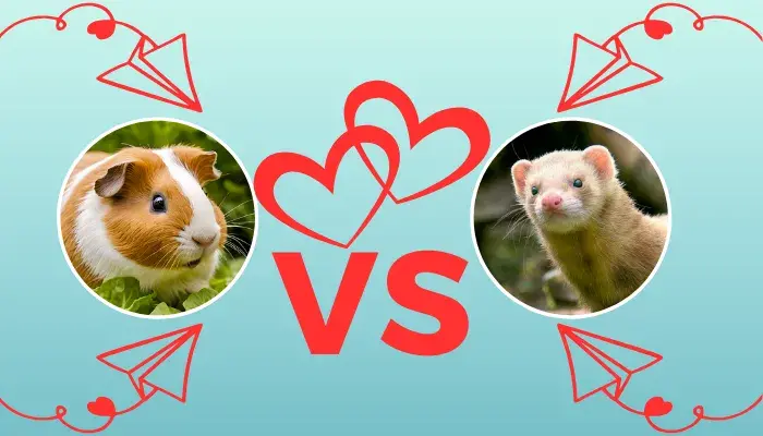 Porquinho-da-Índia ou Furão: O que Esperar de Cada Um?