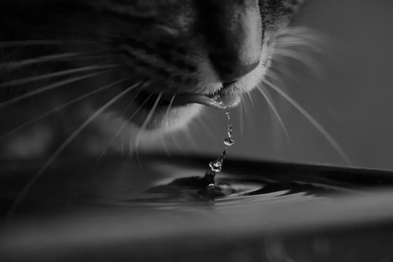 A Importância da Água na Saúde dos Gatos: Dicas para Manter Seu Pet Hidratado 1 A importância da água na saúde dos gatos