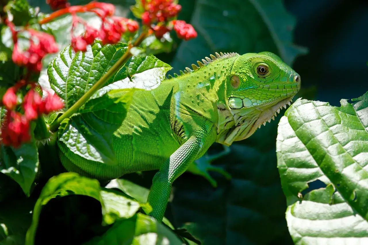 Iguanas de Estimação