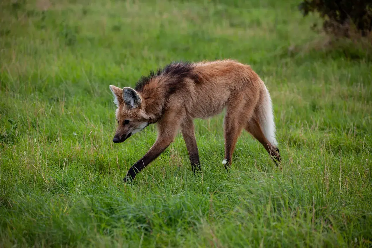 Animais Selvagens em Perigo de Extinção