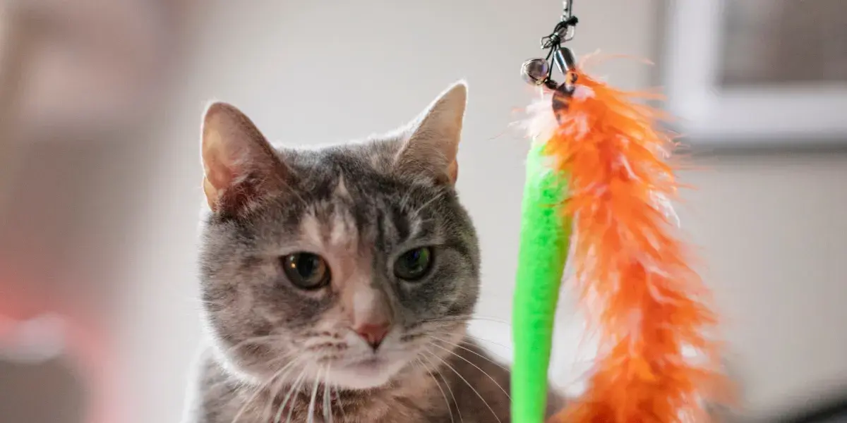 Divirta-se Criando Brinquedos Caseiros para Seu Gato: Ideias Simples e Divertidas