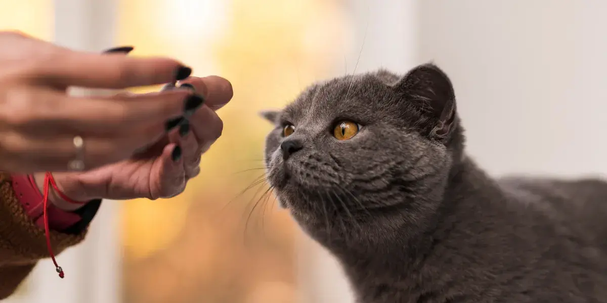 Adestramento de Gatos: Como Ensinar Truques e Comportamentos Desejados