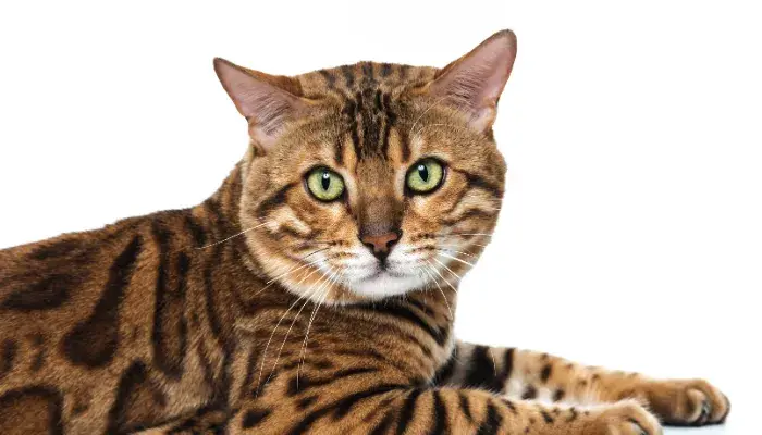 Entendendo a Linguagem Corporal Felina