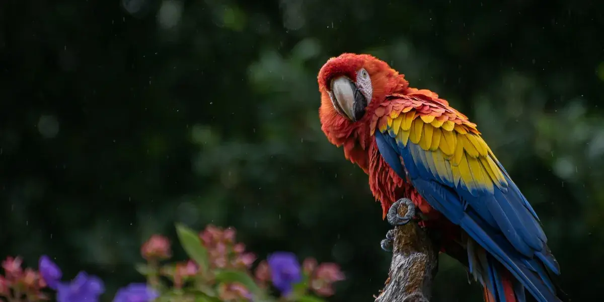 Como o Tráfico de Animais Silvestres Coloca em Risco a Diversidade da Fauna Brasileira 1 papagaios tudo o que voce precisa saber para escolher o pet certo 02