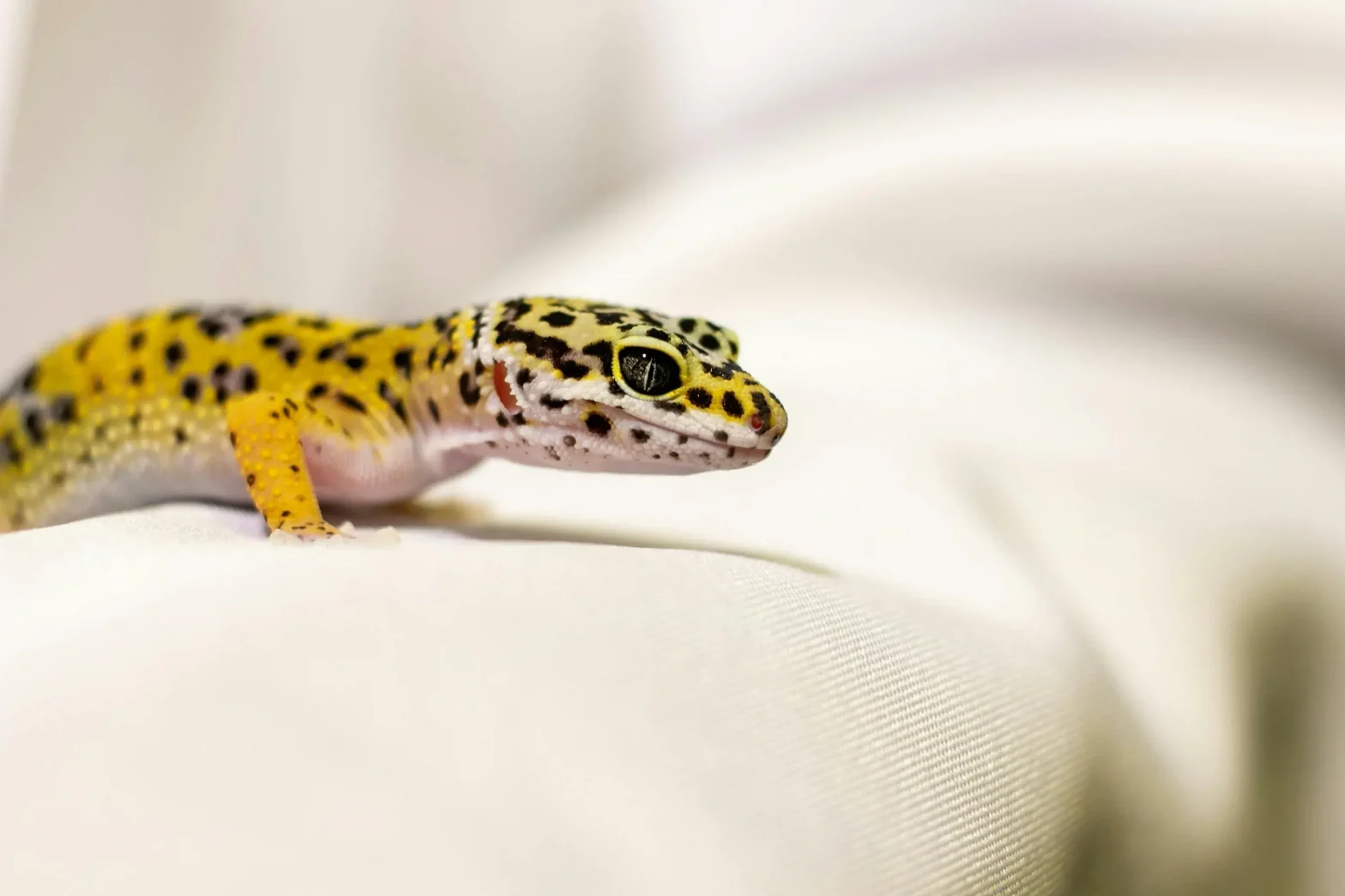 Gecko Leopardo
